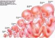 Развитие эмбриона по дням и неделям 👶 Дом и Семья
