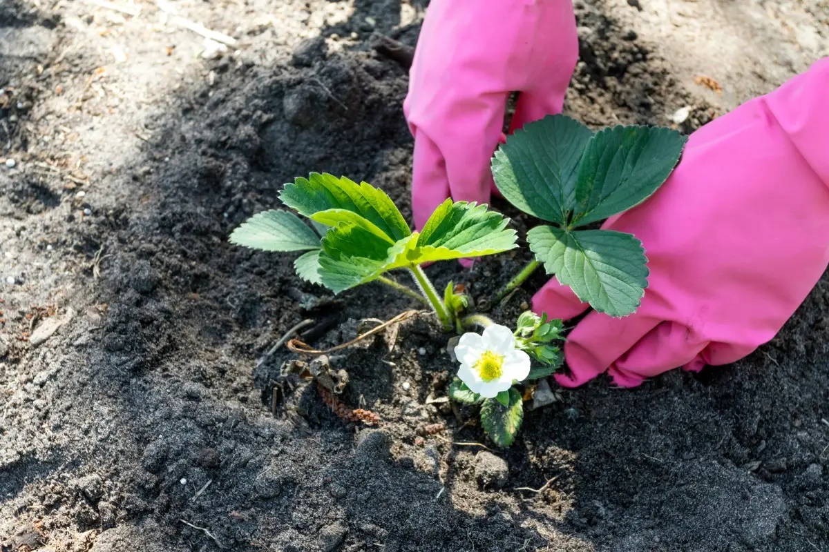 Как получить хороший урожай клубники: все работы с весны до осени